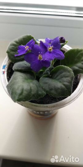 Фиалка, денежное дерево