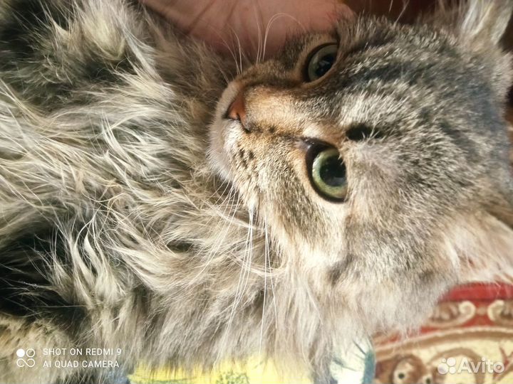 Молоденький котик ищет хозяина