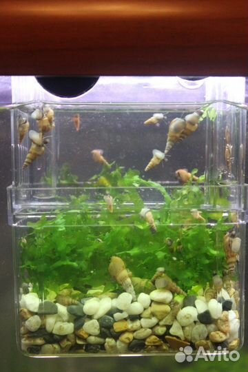 Грунтовые улитки - мелании