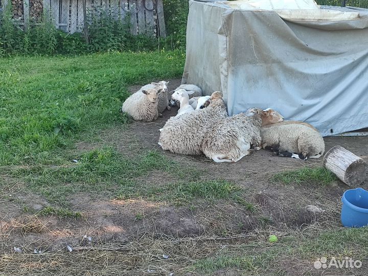 Овцы бараны ягнята продажа только всех сразу