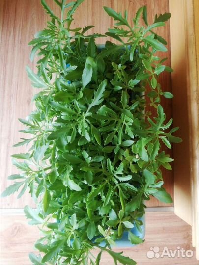 Цветы комнатные