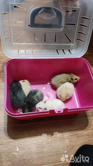 Сирийские хомячки малыши