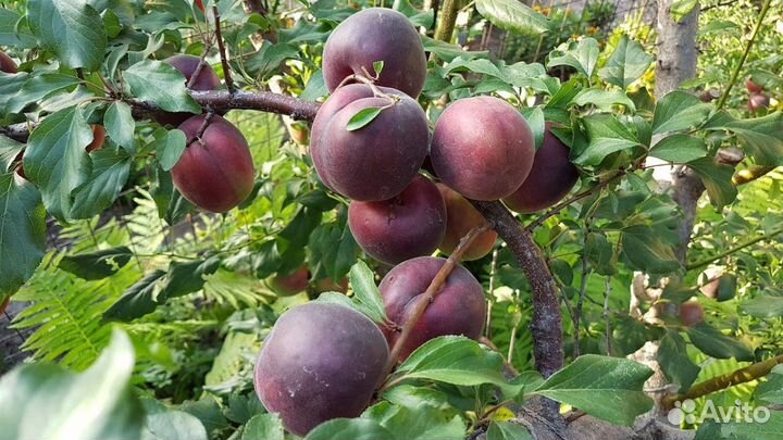 Абрикос черный саженцы