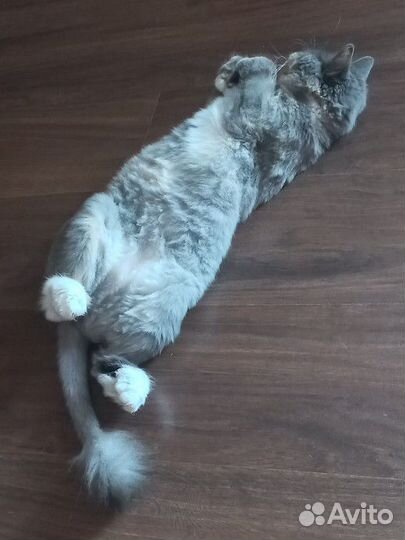 Котоняня, зооняня, котоситтер