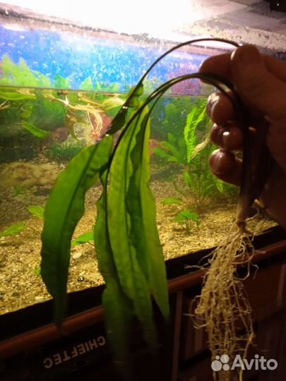 Аквариумное растение