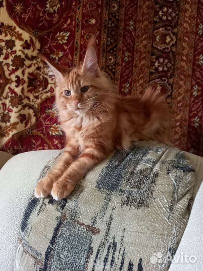 Котята мейн-кун