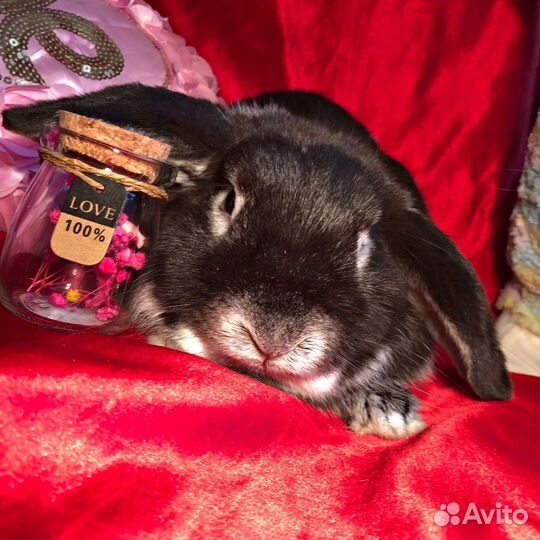 Вязка Среднекарликового вислоухого кролика