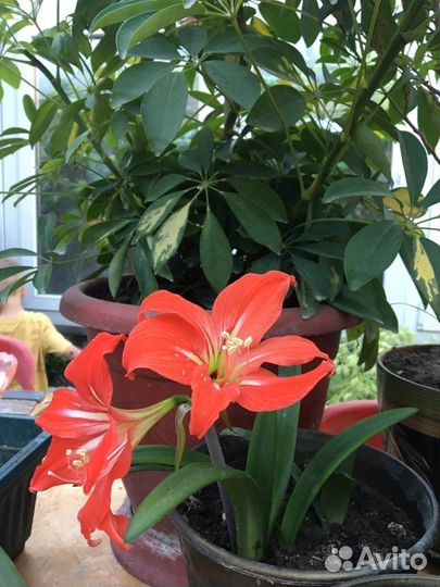 Комнатные цветы