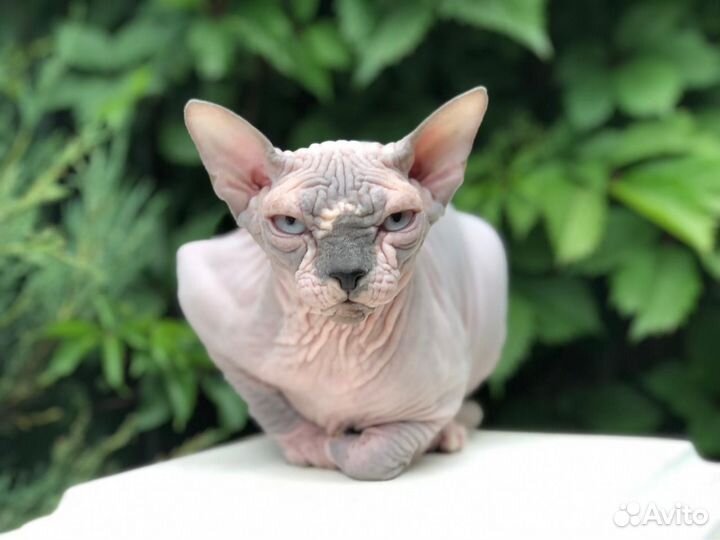 Канадский сфинкс