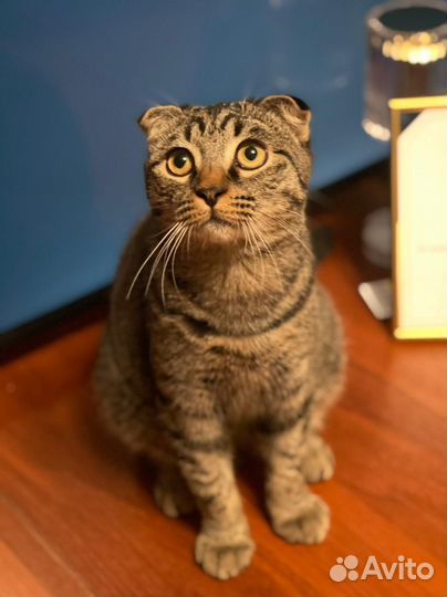 Шотландский кот для вязки вислоухий