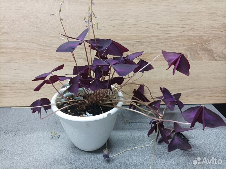 Блочные мини орхидеи и кислицы