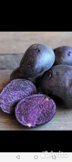 Семенной картофель