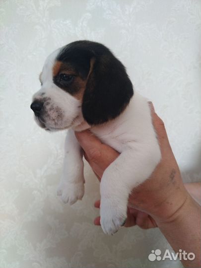 Щенки бигль