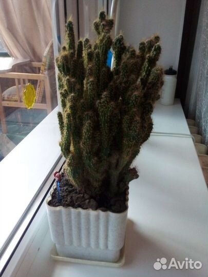 Кактус