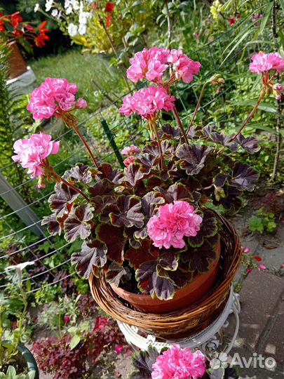 Пеларгония герань сортовая