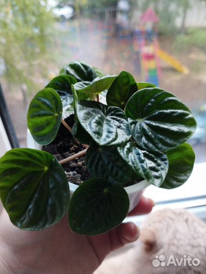 Пеперомия Лилиан