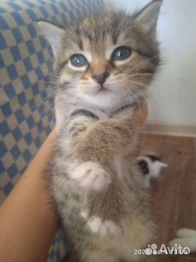 Кошка в дар бесплатно