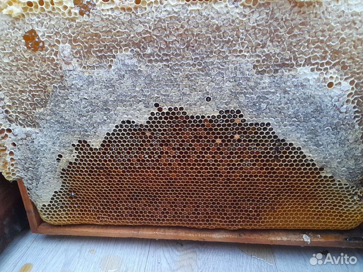 Продам мёд гречишный,своя пасика, цена за литр