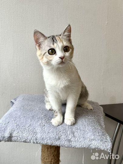 Котенок девочка ищет дом