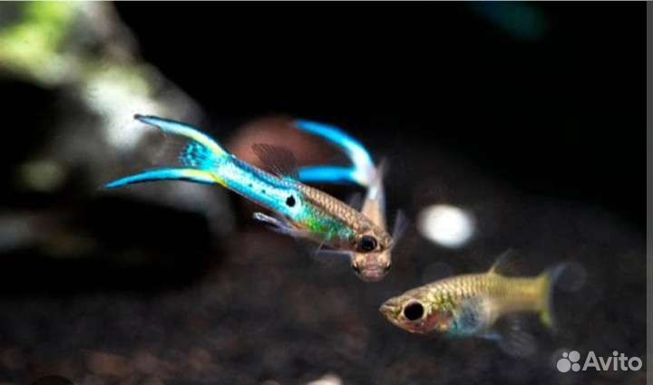 Аквариумные рыбки гуппи