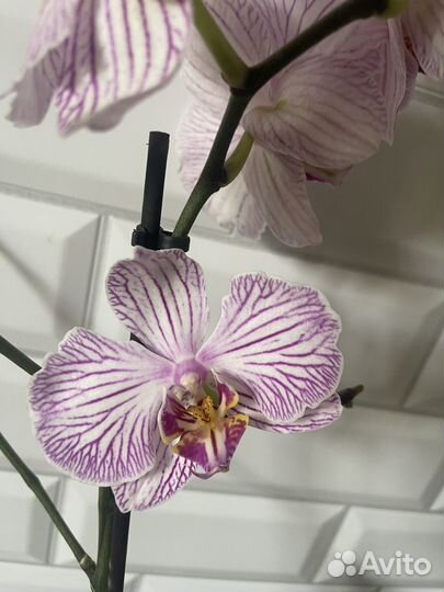 Орхидея фаленопсис