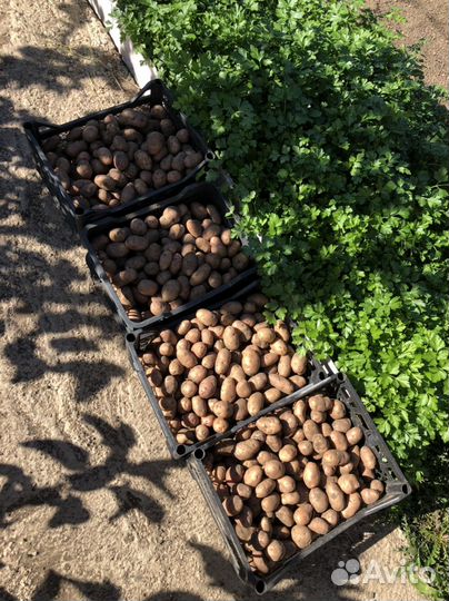 Семенной картофель