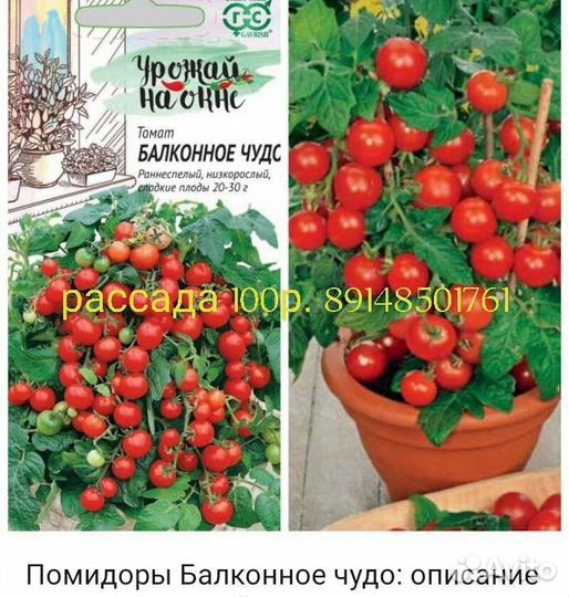 Оконные помидоры,рассада