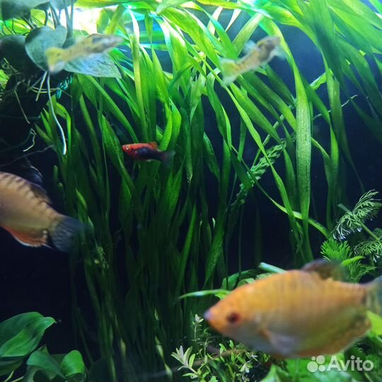 Аквариумные растения