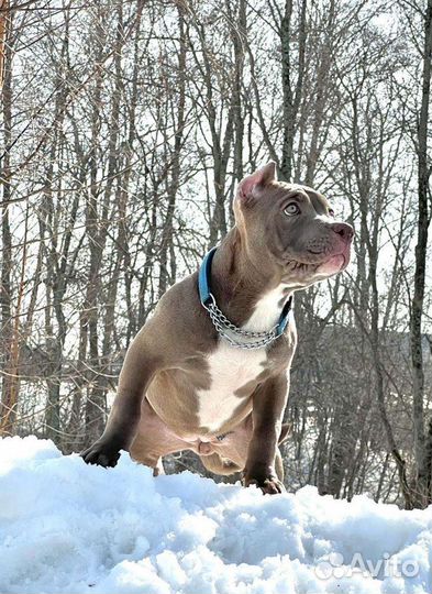 Американский булли