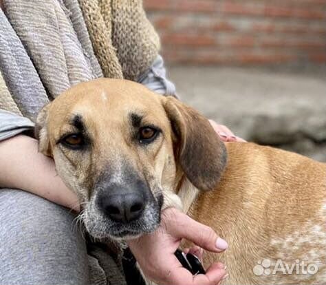 Собака грациозна и красива