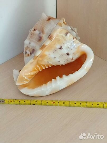 Раковины морские