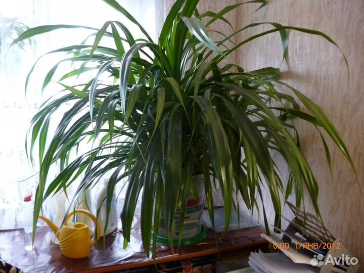 Домашние растения разные