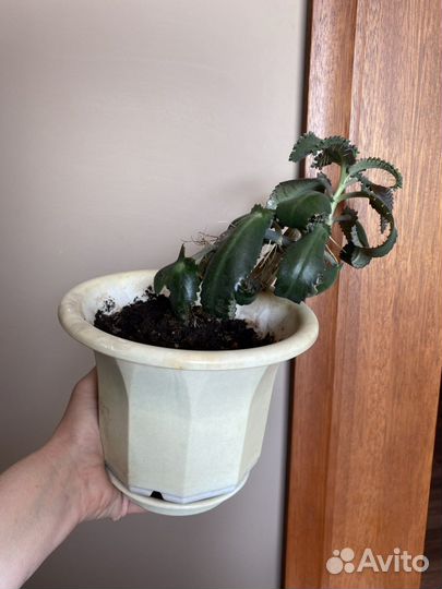 Каланхоэ лечебное