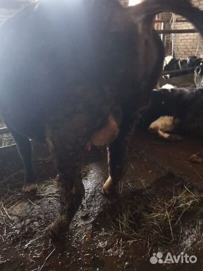 Племенные нетели