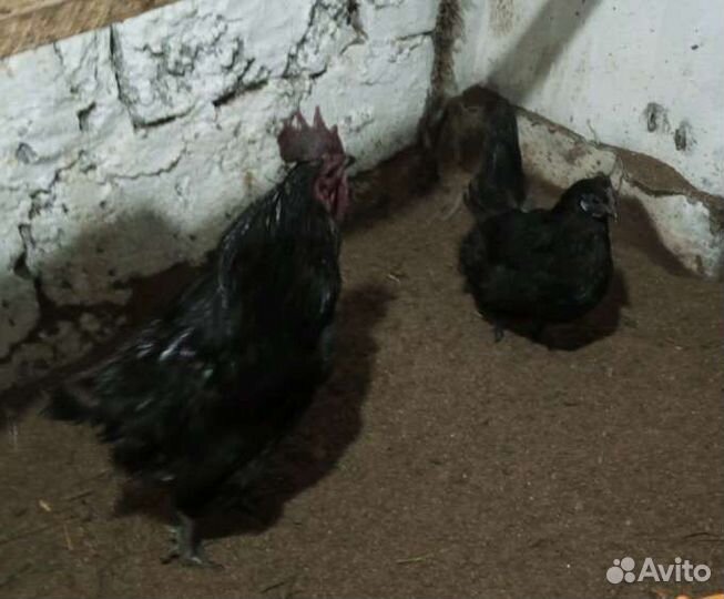 Инкубационное яйцо