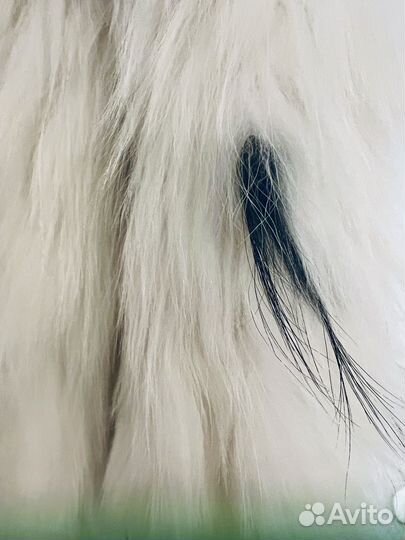 Шуба писец и чернобурка