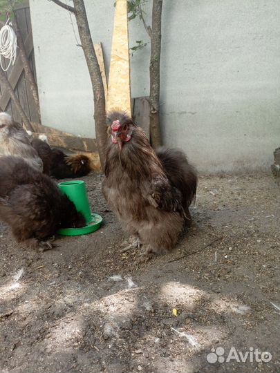 Петух китайский шелковый