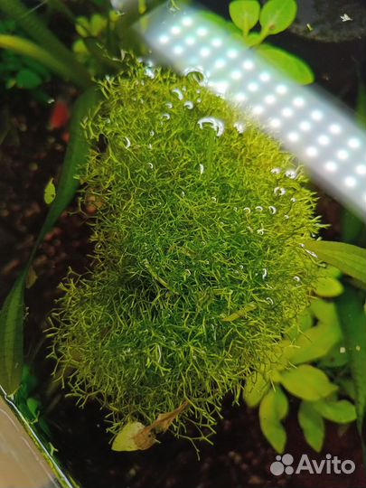 Кабомба,мох Риччия плавающая