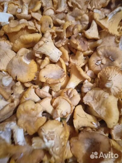 Грибы лисички свежие