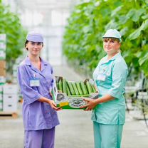 Москва Вахта - Сортировщик в Агрокомплекс огурцов