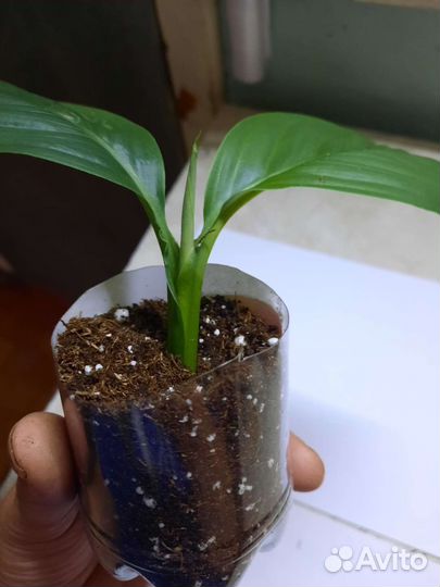 Спатифиллум Сенсация