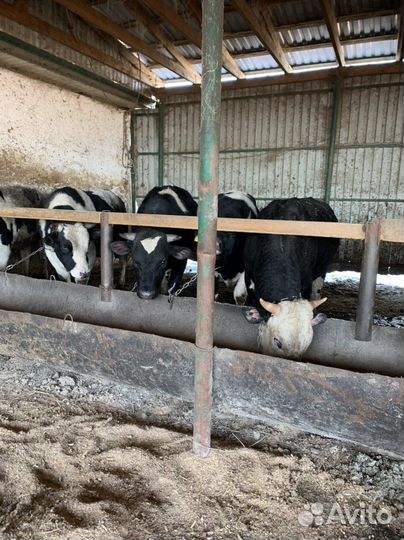 Быки на мясо