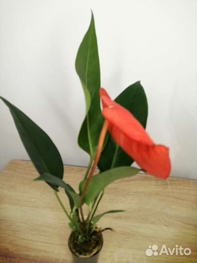 Антуриум шерцера