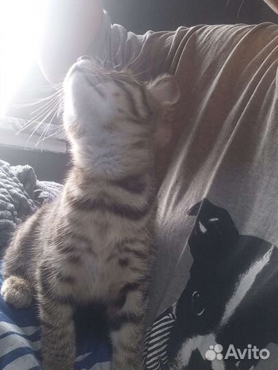 Кошки в добрые руки бесплатно