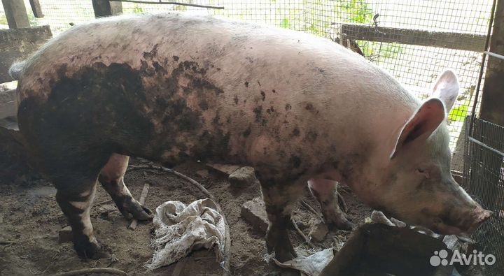 Продам хряка