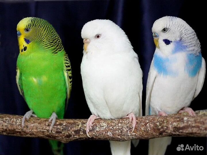 Волнистые птенчики