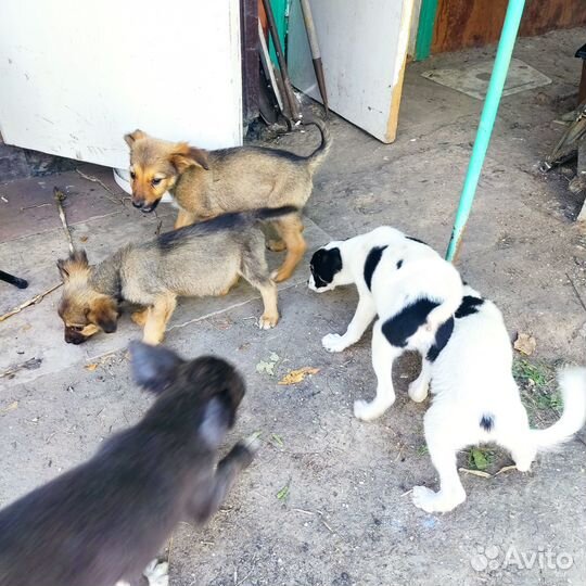 Отдам в добрые руки