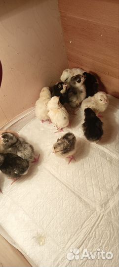 Инкубационное яйцо кур