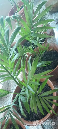 Пальма хамедорея