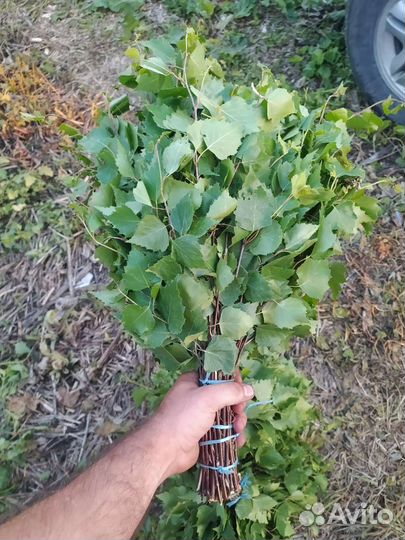 Березовые веники для бани